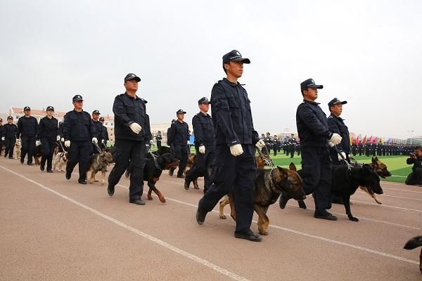 甘肃警察职业学院训链（甘肃警察职业学院警犬）-图1