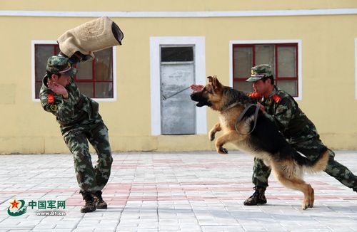 甘肃警察职业学院训链（甘肃警察职业学院警犬）-图3